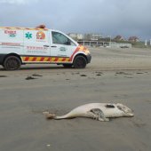 Drie dode bruinvissen op het strand van Noordwijk voor de EHBZ